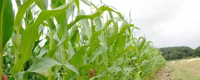 丰德存玉22玉米品种特性(丰德存玉22玉米特性有哪些)-会东网