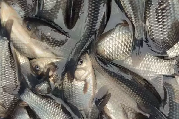 5号袖钩需要用多大子线(5号袖钩在搭配子线时选择多大规格较为合适)插图3