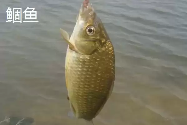 3号丸世钩能钓多大鱼(3号丸世钩在不同鱼情下能够钓多大的鱼呢)插图5