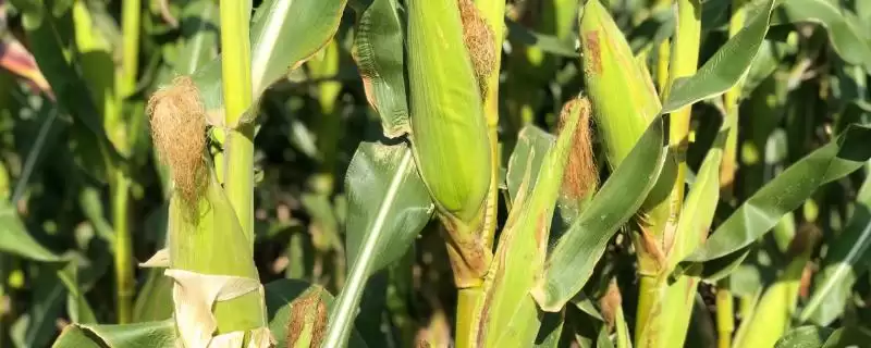 TF2201玉米种子特点全解析,中抗大斑病表现亮眼-会东网