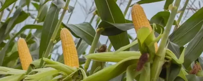 大天2416玉米品种的特性(大天2416玉米品种特性是什么)-会东网