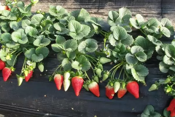 2023年种山药利润(2023年种山药利润可观的原因和种植要点有哪些)插图8