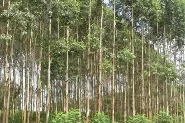 桉树植物揭秘，是常见经济树种的特性插图1