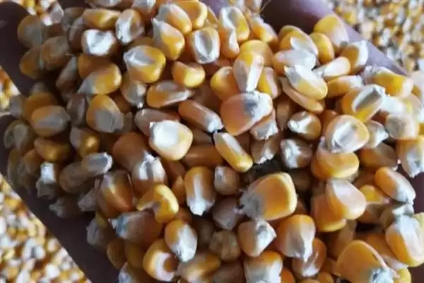 10斤玉米有几个？大约为14-25个左右揭秘插图6