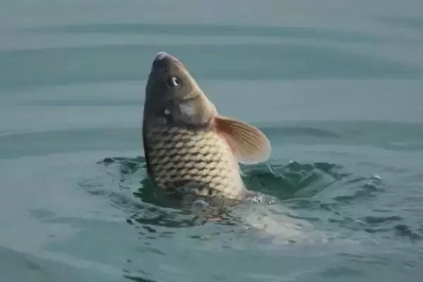 垂钓大河里面的鲤鱼怎么搭配饵料(大河钓鲤鱼饵料如何搭配呢)插图3