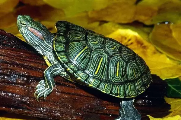 巴西龟日常养护的要点 (巴西龟定期换水之外还有哪些养护重点)插图2
