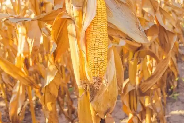 用颗粒剂或赤眼蜂防治玉米螟的GY519玉米品种,特性是啥?插图2 用颗粒剂或赤眼蜂防治玉米螟的GY519玉米品种,特性是啥?插图2