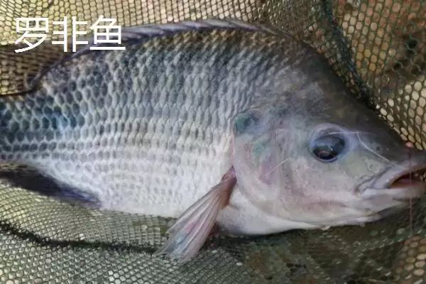 3号丸世钩能钓多大鱼(3号丸世钩在不同鱼情下能够钓多大的鱼呢)插图4