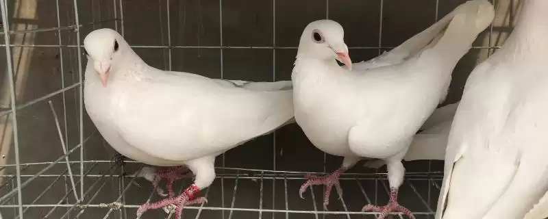 白羽王鸽3月龄首次驱虫,饲养管理要点有哪些-会东网