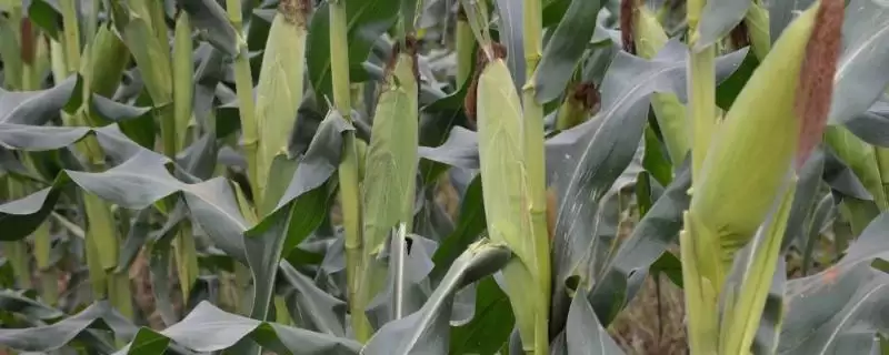 DG3131玉米种子密度4500株／亩左右的种植要点-会东网