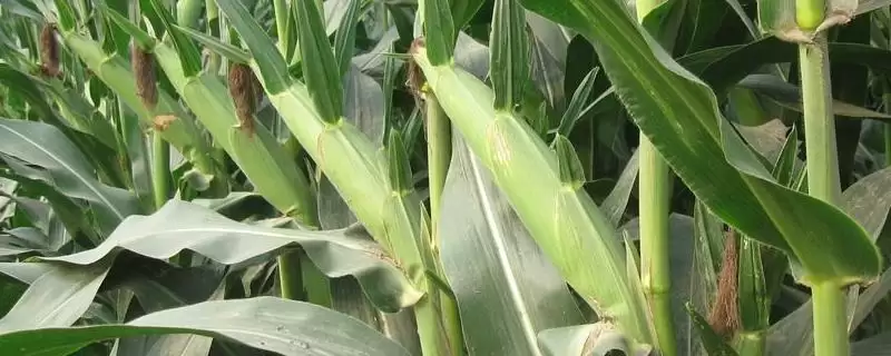 福星858玉米种子简介(福星858种子特征、种植、产量效益)插图 福星858玉米种子简介(福星858种子特征、种植、产量效益)插图