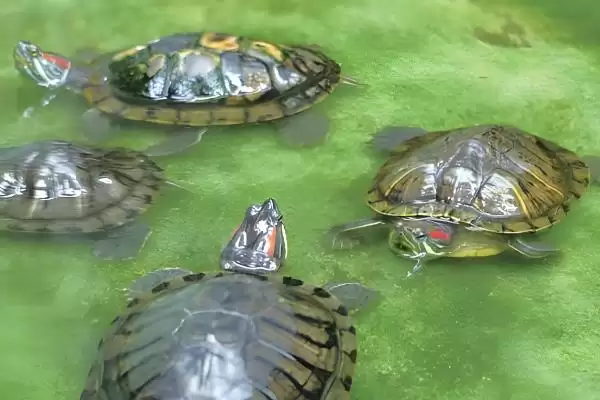 巴西龟生活环境原因(巴西龟不适合深水生活的原因及适宜环境的选择要点)插图3 巴西龟生活环境原因(巴西龟不适合深水生活的原因及适宜环境的选择要点)插图3