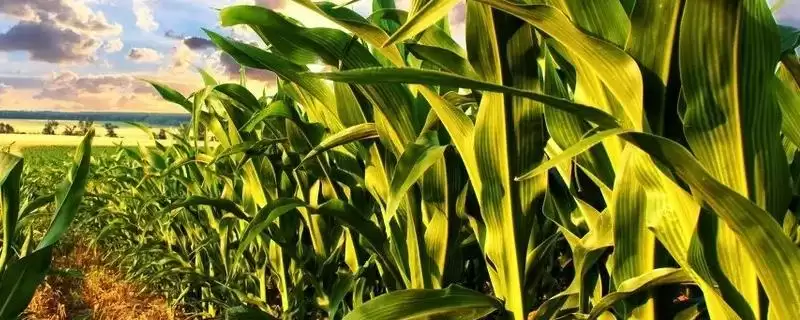 F8567玉米种春播出苗至成熟127天的生长解析-会东网