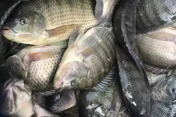 2号伊豆钩钓不超1斤鱼种要点(用2号伊豆钩钓1斤内鱼种需注意哪些关键要点)插图4 2号伊豆钩钓不超1斤鱼种要点(用2号伊豆钩钓1斤内鱼种需注意哪些关键要点)插图4