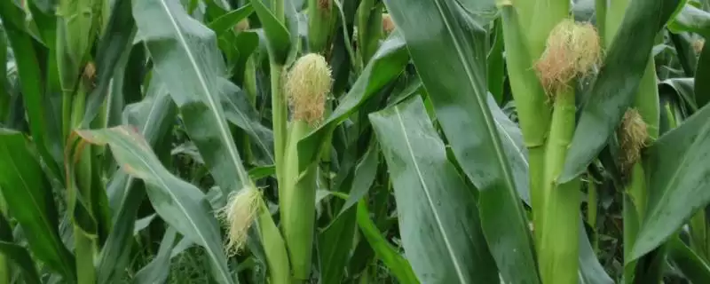 东方红119玉米品种特性(东方红119玉米品种特性如何)-会东网
