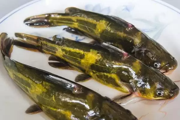 春夏秋傍晚和晚上钓昂刺鱼最佳的原因(春夏秋傍晚和晚上钓昂刺鱼最佳的原因)插图5