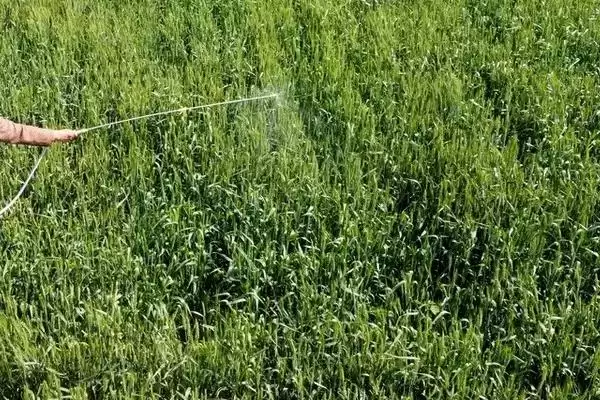 赤霉酸可以与什么复配(赤霉酸能和哪些物质复配呢)插图3 赤霉酸可以与什么复配(赤霉酸能和哪些物质复配呢)插图3