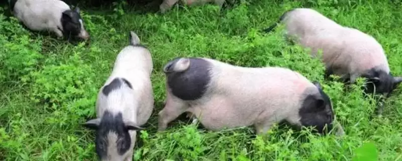 巴马香猪室外超20℃放牧,养殖要点有哪些插图 巴马香猪室外超20℃放牧,养殖要点有哪些插图