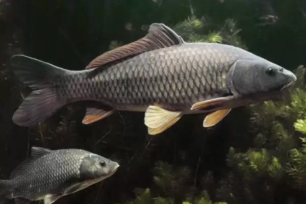 1.5号子线材质不同拉力值差异解析(1.5号子线不同材质拉力值差异如何解析)插图6 1.5号子线材质不同拉力值差异解析(1.5号子线不同材质拉力值差异如何解析)插图6