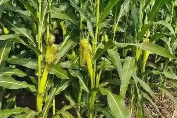 澳甜糯75玉米品种特性，产量品质有何表现插图1