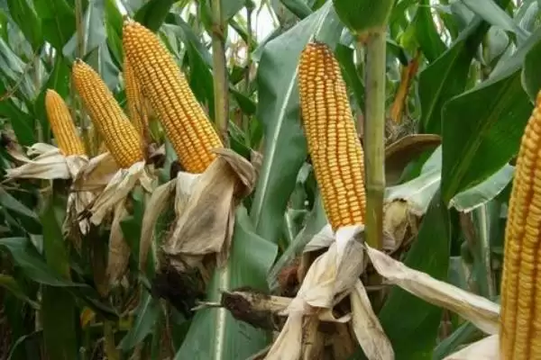 YP1197玉米种子简介,密度4500株/亩左右的优势插图2 YP1197玉米种子简介,密度4500株/亩左右的优势插图2