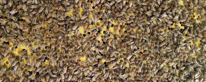 阿坝中蜂价格原因(阿坝中蜂60-80元一脾的价格形成原因和市场供需)-会东网