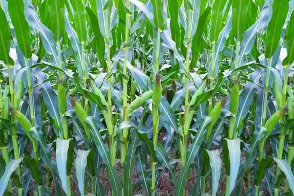 德利农988玉米种子简介(德利农988玉米种子情况是怎样的)插图2 德利农988玉米种子简介(德利农988玉米种子情况是怎样的)插图2