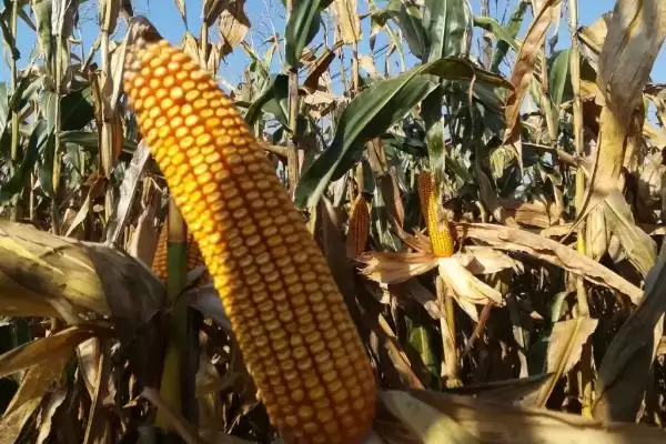 适宜播种期4月下旬—5月上旬的HG203玉米种子,有啥特点?插图2 适宜播种期4月下旬—5月上旬的HG203玉米种子,有啥特点?插图2