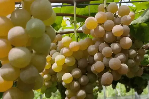 阿捷玫瑰葡萄特点(阿捷玫瑰葡萄果实好但生长周期长的优劣势分析)插图2 阿捷玫瑰葡萄特点(阿捷玫瑰葡萄果实好但生长周期长的优劣势分析)插图2