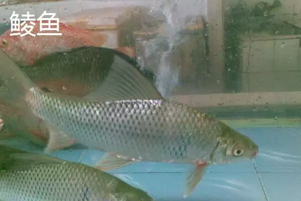 3.0号主线1.5号子线能钓多大鱼(3.0号主线搭配1.5号子线能钓多大的鱼呢)插图3