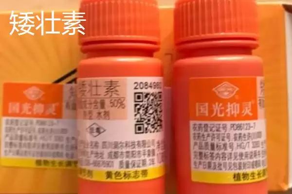 矮壮素与多效唑区别揭秘,矮壮素溶于水多效唑基本不溶原因插图3 矮壮素与多效唑区别揭秘,矮壮素溶于水多效唑基本不溶原因插图3