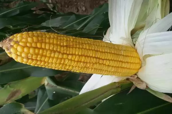 AB1413玉米品种4-5月上旬适宜播种期解析插图2