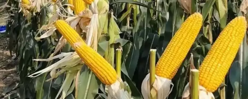 大象704玉米种的种植要点(大象704玉米种种植要点有哪些)-会东网