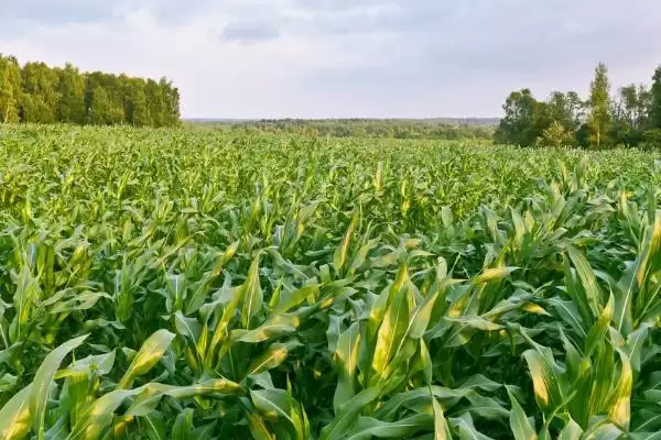 G7419玉米种子生育期133.5天的生长周期揭秘插图1 G7419玉米种子生育期133.5天的生长周期揭秘插图1