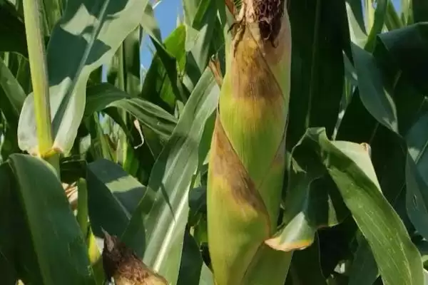 Z1567玉米品种简介,在适应区4月30日左右播种的原因插图3 Z1567玉米品种简介,在适应区4月30日左右播种的原因插图3