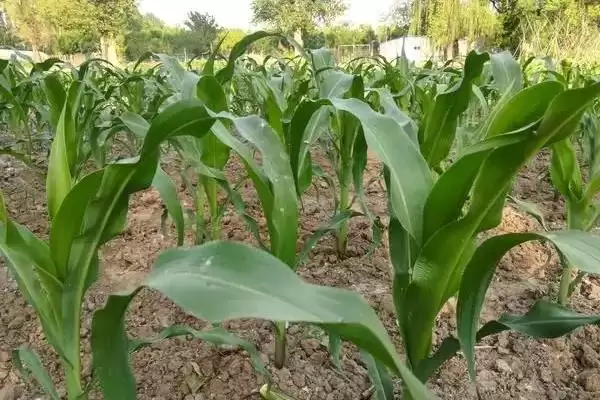 凤糯6号玉米种子介绍(凤糯6号种子特点、种植、产量效益)插图2 凤糯6号玉米种子介绍(凤糯6号种子特点、种植、产量效益)插图2