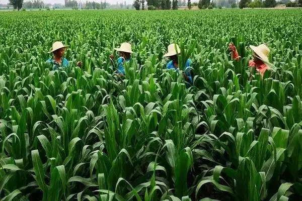 奥星568玉米品种中抗茎腐病，优势如何展现插图3