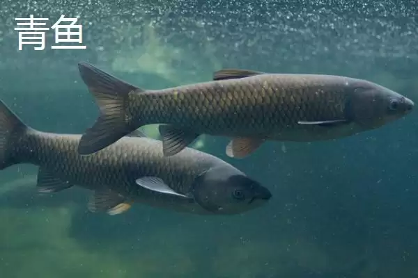 5号新关东钩搭配什么子线(5号新关东钩搭配哪种规格的子线比较合理呢)插图8 5号新关东钩搭配什么子线(5号新关东钩搭配哪种规格的子线比较合理呢)插图8