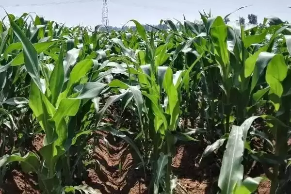 BF2503玉米种子基肥每亩施家肥1500千克要点插图3 BF2503玉米种子基肥每亩施家肥1500千克要点插图3