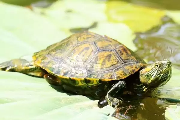 巴西龟日常养护的要点 (巴西龟定期换水之外还有哪些养护重点)插图5