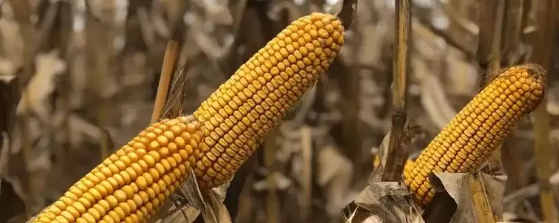 北科2玉米品种简介(北科2玉米品种介绍要点是什么呢)-会东网