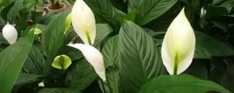 白鹤芋叶子蔫解决方法(白鹤芋叶子蔫的解决方法及其在养护过程中的注意事项）？-会东网