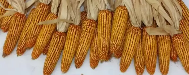 脆甜糯6号玉米品种的特性(脆甜糯6号玉米品种特性有哪些呢)-会东网