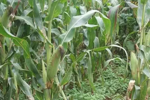 邦玉878玉米种子特征特性(邦玉878种子形态、肥力、抗病特征)插图1