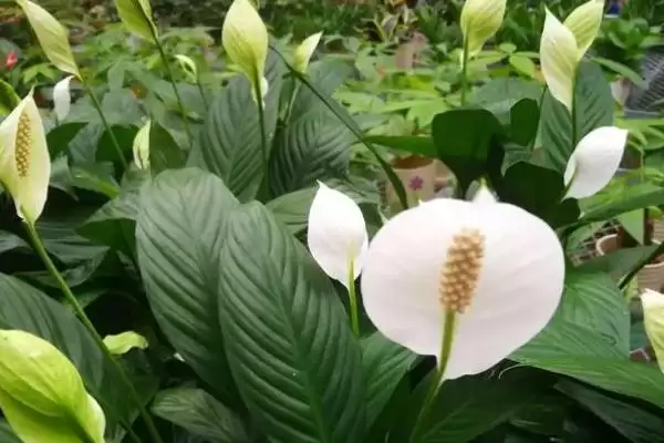白鹤芋叶子蔫解决方法(白鹤芋叶子蔫的解决方法及其在养护过程中的注意事项）？插图3