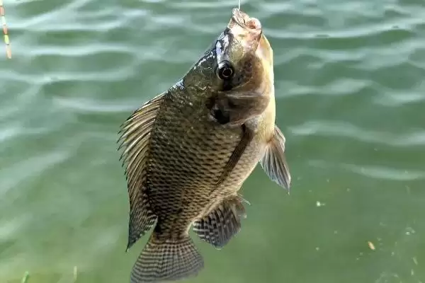 3号伊豆适合钓几斤的鱼(3号伊豆钩在正常垂钓时适合钓几斤重的鱼呢)插图1 3号伊豆适合钓几斤的鱼(3号伊豆钩在正常垂钓时适合钓几斤重的鱼呢)插图1