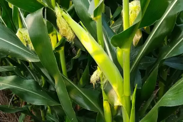 安育187玉米品种特性,播期与种植形式要点插图1 安育187玉米品种特性,播期与种植形式要点插图1