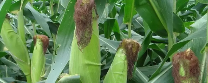 DL392玉米种子注意防治灰斑病的关键要点-会东网