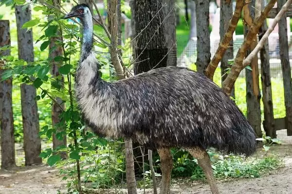 鸸鹋养殖技术(鸸鹋养殖技术有哪些要点)插图2