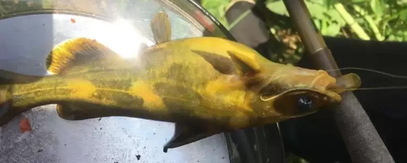 10号丸世钩是否适合钓黄辣丁(10号丸世钩在实际垂钓中是否适合钓黄辣丁呢)-会东网